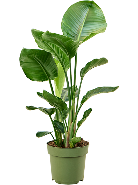 Planta naturala de interior 3pp D40xH100cm Strelitzia nicolai PS24/23cm in pamant