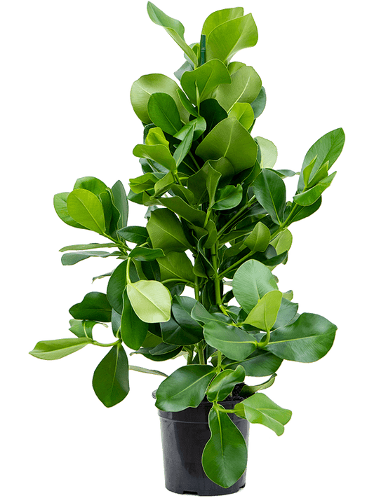 Planta naturala de interior 3pp D40xH105cm Clusia rosea PS24/22cm in pamant