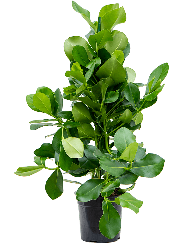 Planta naturala de interior 3pp D40xH105cm Clusia rosea PS24/22cm in pamant