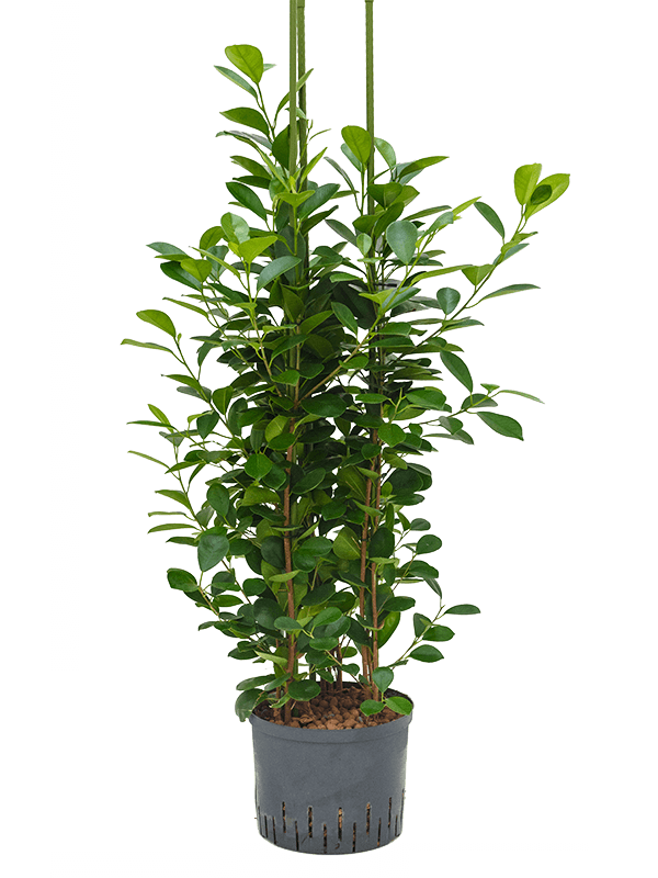 Planta naturala de interior 3pp D45xH120cm Ficus microcarpa 'Moclame' P25/19cm in hidrogranule