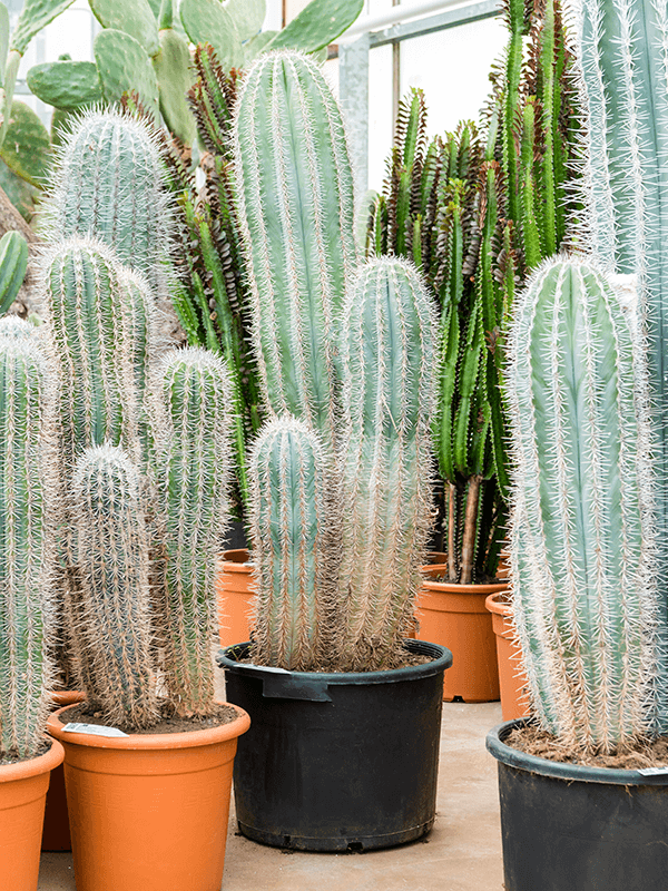 Planta naturala de interior 3pp D45xH130cm Pachycereus pringlei (120-140) PS42/32cm in pamant