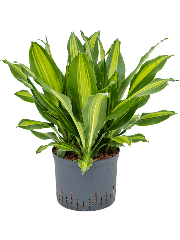 Planta naturala de interior 3pp D45xH80cm Dracaena fragrans 'Burley' P25/19cm in hidrogranule