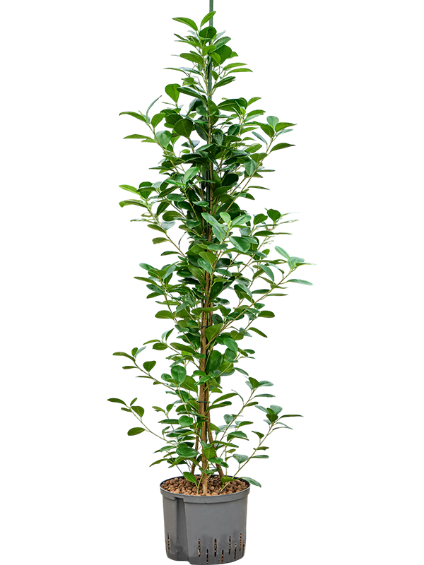 Planta naturala de interior 3pp D50xH145cm Ficus microcarpa 'Moclame' P25/19cm in hidrogranule