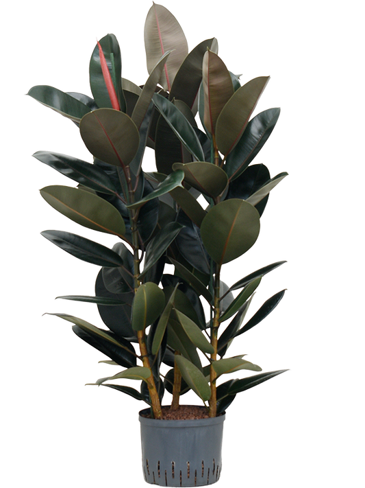 Planta naturala de interior 3pp D60xH100cm Ficus elastica 'Abidjan' P25/19cm in hidrogranule