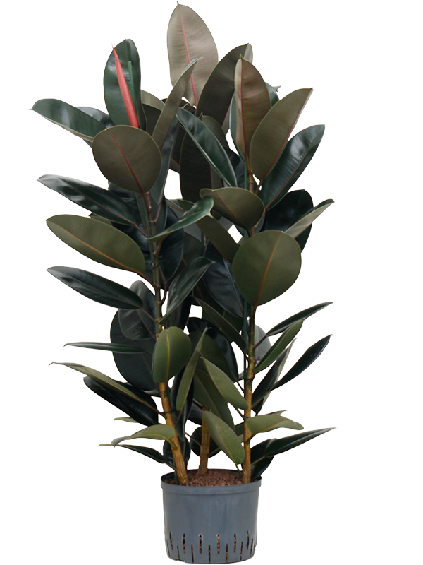 Planta naturala de interior 3pp D60xH120cm Ficus elastica 'Abidjan' P25/19cm in hidrogranule