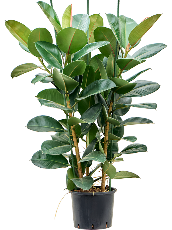 Planta naturala de interior 3pp D60xH140cm Ficus elastica 'Robusta' P28/24cm in hidrogranule