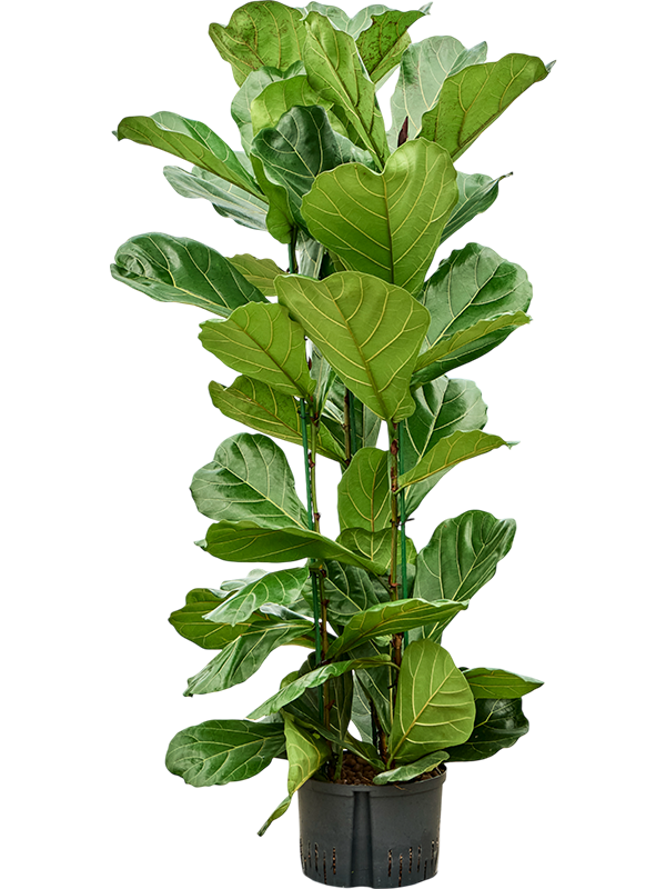 Planta naturala de interior 3pp D70xH135cm Ficus lyrata P28/19cm in hidrogranule
