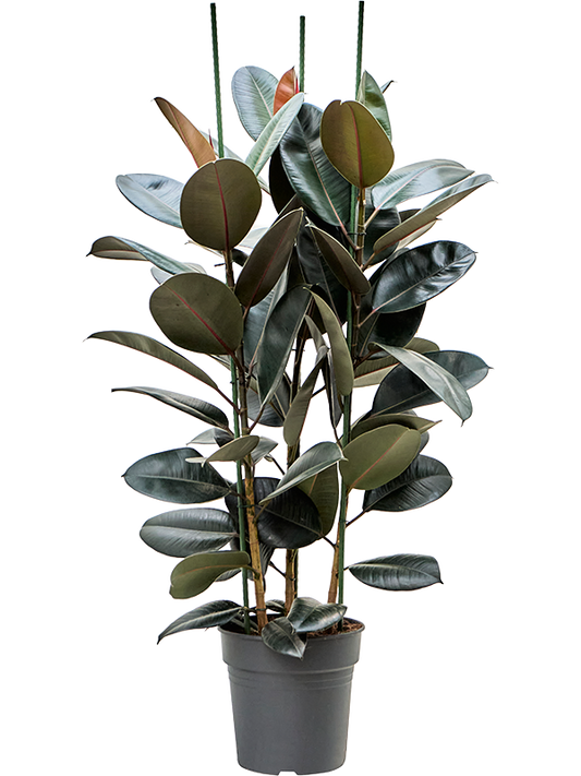 Planta naturala de interior 3pp D70xH140cm Ficus elastica 'Abidjan' PS30/27cm in pamant