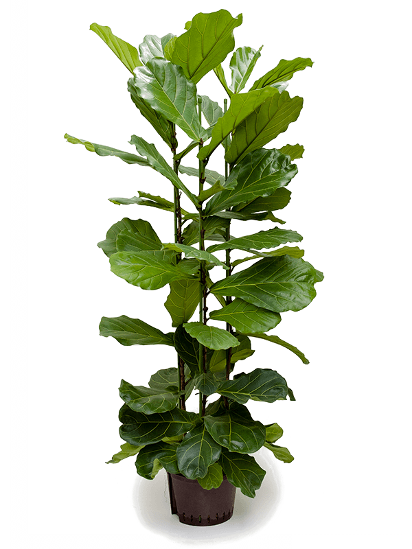 Planta naturala de interior 3pp D70xH170cm Ficus lyrata P28/19cm in hidrogranule