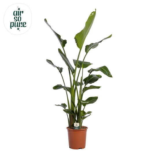 Planta naturala de interior 3pp D70xH150cm Strelitzia nicolai P27cm in pamant