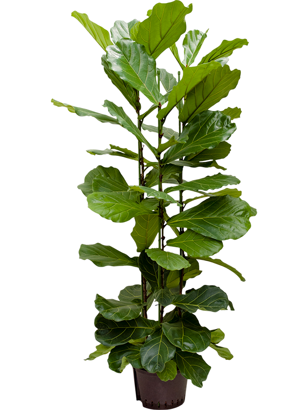 Planta naturala de interior 3pp D70xH200cm Ficus lyrata P28/19cm in hidrogranule