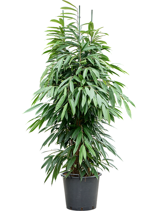 Planta naturala de interior 3pp D70xH210cm Ficus binnendijkii 'Amstel King' PS45/37cm in pamant