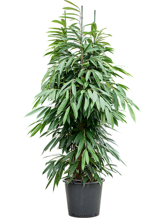Planta naturala de interior 3pp D70xH210cm Ficus binnendijkii 'Amstel King' PS45/37cm in pamant