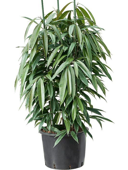 Planta naturala de interior 3pp D80xH160cm Ficus binnendijkii 'Amstel King' P32/26cm in hidrogranule