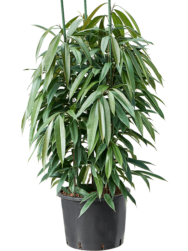 Planta naturala de interior 3pp D80xH160cm Ficus binnendijkii 'Amstel King' P32/26cm in hidrogranule