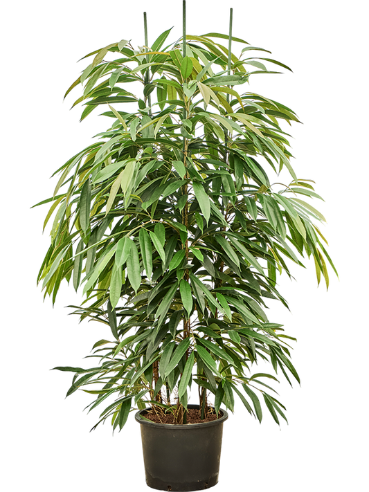 Planta naturala de interior 3pp D80xH180cm Ficus binnendijkii 'Amstel King' P32/26cm in hidrogranule