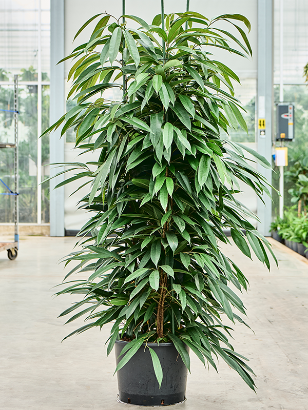 Planta naturala de interior 3pp D80xH180cm Ficus binnendijkii 'Amstel King' P32/26cm in hidrogranule