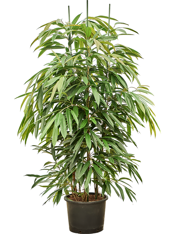 Planta naturala de interior 3pp D80xH180cm Ficus binnendijkii 'Amstel King' P32/26cm in hidrogranule