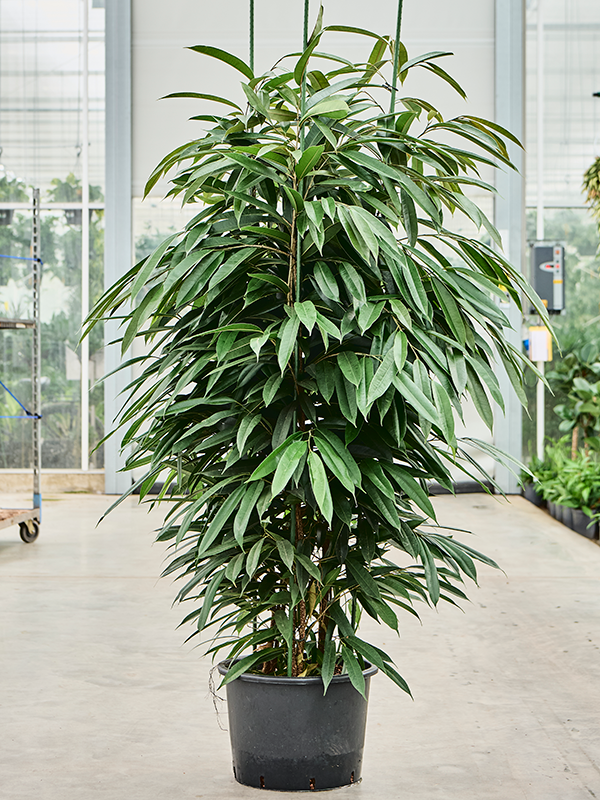 Planta naturala de interior 3pp D80xH210cm Ficus binnendijkii 'Amstel King' P32/26cm in hidrogranule