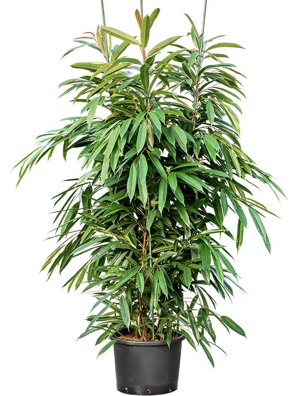 Planta naturala de interior 3pp D80xH210cm Ficus binnendijkii 'Amstel King' P35/28cm in hidrogranule