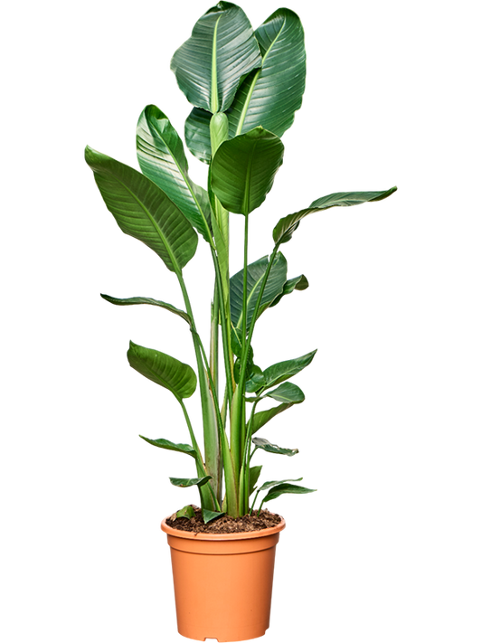 Planta naturala de interior 3pp D90xH190cm Strelitzia nicolai PS27/cm in pamant