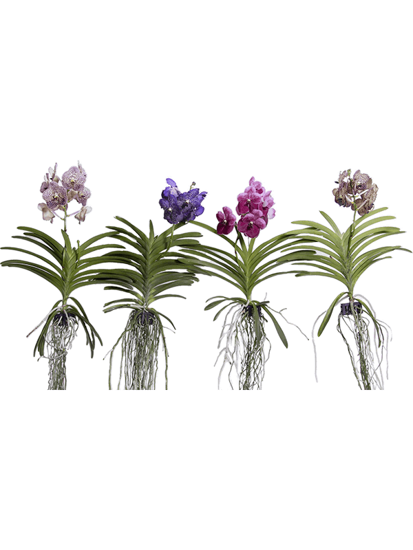 Planta naturala de interior 4 Colors D15xH40cm Vanda mix M PS in pamant