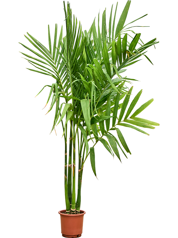 Planta naturala de interior 4-Stem D100xH220cm Areca catechu PS30/27cm in pamant