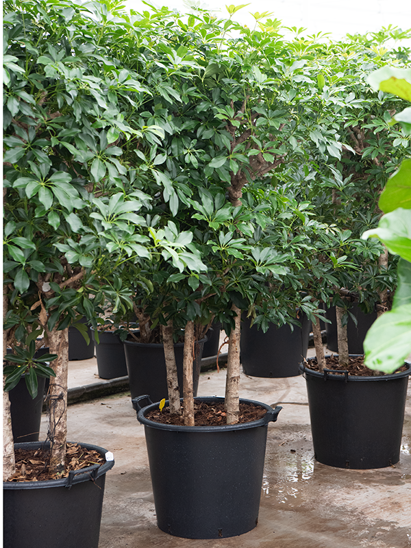 Planta naturala de interior 4-Stem D96xH220cm Schefflera arboricola 'Compacta' PS55/44cm in pamant