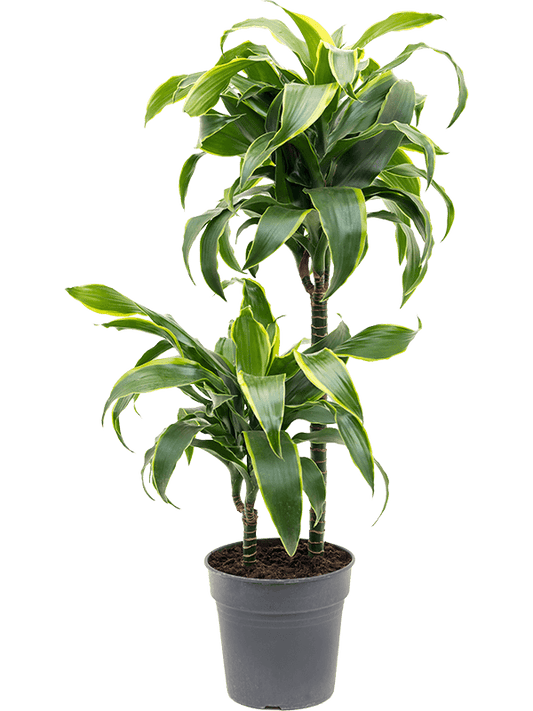 Planta naturala de interior 45-15 D25xH80cm Dracaena fragrans 'Dorado' PS19/18cm in pamant