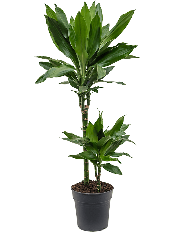 Planta naturala de interior 45-15 D25xH85cm Dracaena fragrans 'Janet Lind' PS19/18cm in pamant