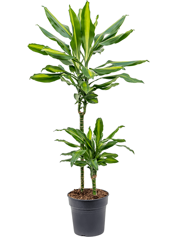 Planta naturala de interior 45-15 D25xH90cm Dracaena fragrans 'Cintho' PS19/18cm in pamant