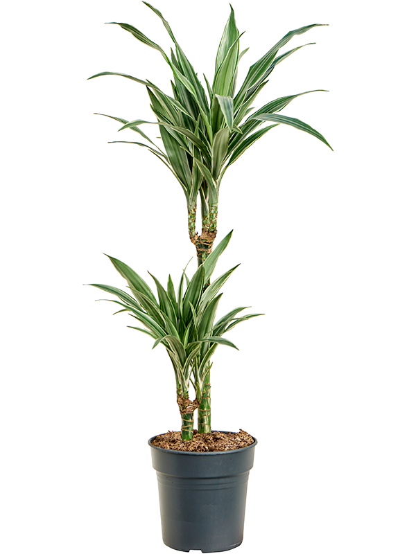 Planta naturala de interior 45-15 D30xH100cm Dracaena deremensis 'Warneckei' PS19/18cm in pamant