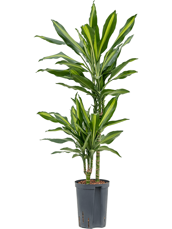 Planta naturala de interior 45-15 D30xH100cm Dracaena fragrans 'Cintho' P15/19cm in hidrogranule