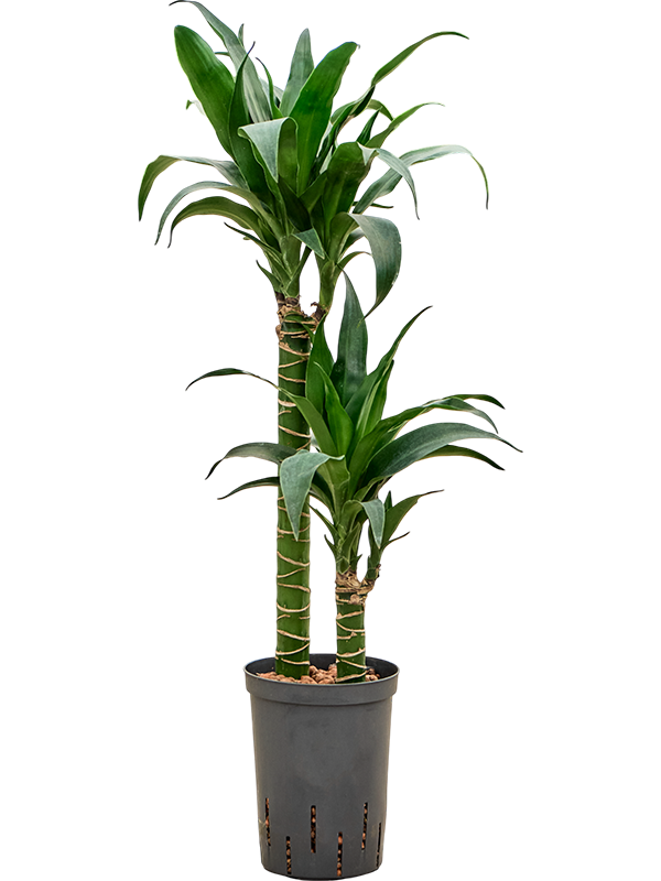 Planta naturala de interior 45-15 D30xH80cm Dracaena deremensis 'Black Beauty' P15/19cm in hidrogranule