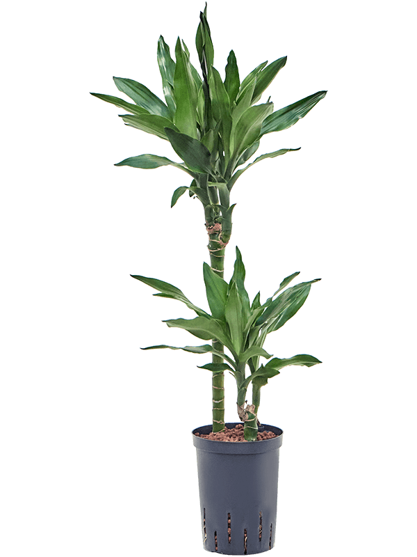Planta naturala de interior 45-15 D30xH80cm Dracaena fragrans 'Burundii' P15/19cm in hidrogranule