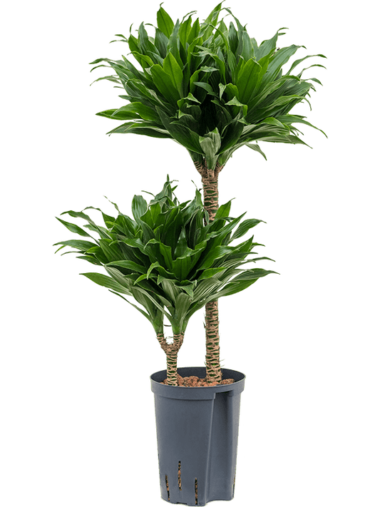 Planta naturala de interior 45-15 D30xH80cm Dracaena fragrans 'Compacta' P15/19cm in hidrogranule