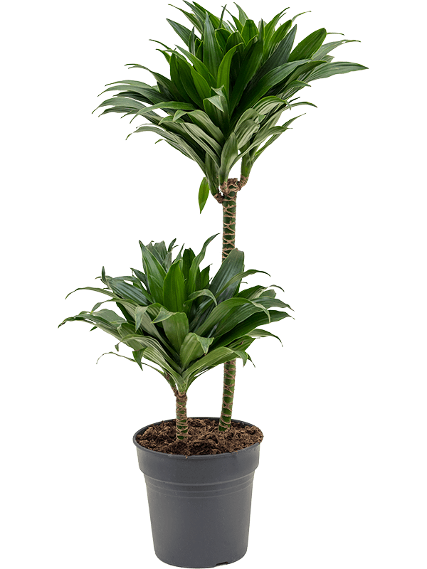 Planta naturala de interior 45-15 D30xH80cm Dracaena fragrans 'Compacta' PS19/18cm in pamant