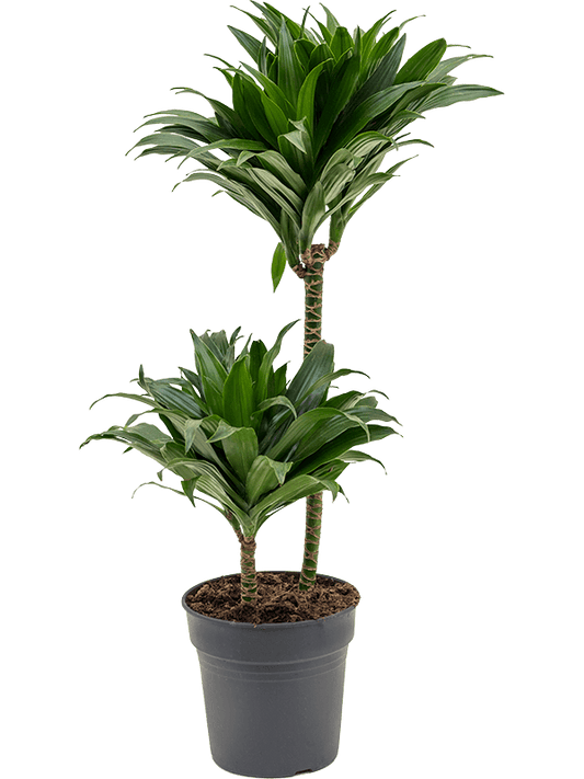 Planta naturala de interior 45-15 D30xH80cm Dracaena fragrans 'Compacta' PS19/18cm in pamant