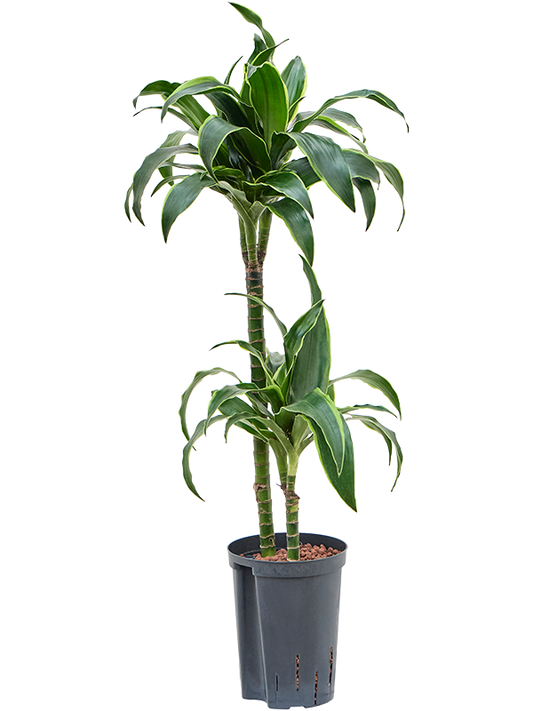 Planta naturala de interior 45-15 D30xH80cm Dracaena fragrans 'Dorado' P15/19cm in hidrogranule