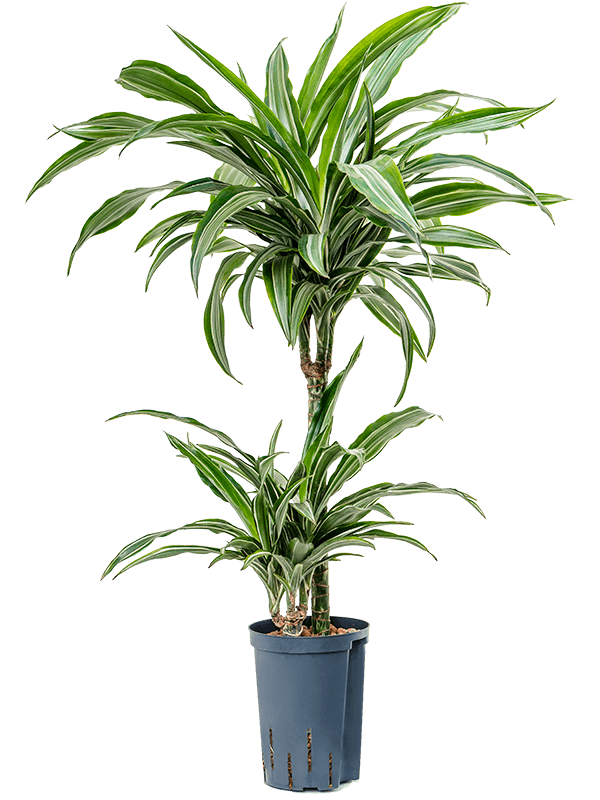 Planta naturala de interior 45-15 D30xH80cm Dracaena fragrans 'Ulises' P15/19cm in hidrogranule