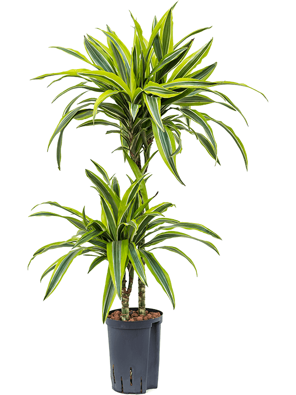 Planta naturala de interior 45-15 D30xH85cm Dracaena fragrans 'Lemon Lime' P15/19cm in hidrogranule