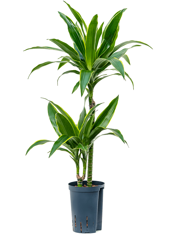 Planta naturala de interior 45-15 D30xH90cm Dracaena fragrans 'Arturo' P15/19cm in hidrogranule