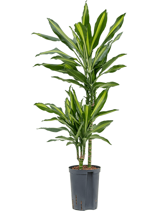 Planta naturala de interior 45-15 D30xH90cm Dracaena fragrans 'Cintho' P15/19cm in hidrogranule