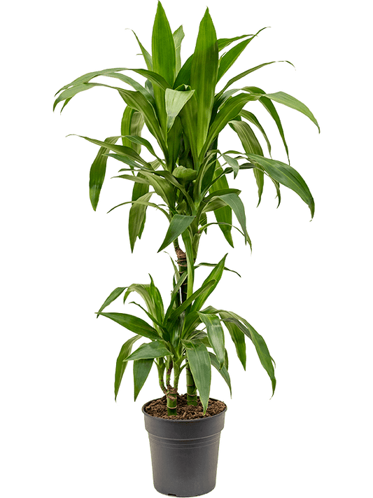 Planta naturala de interior 45-15 D30xH90cm Dracaena fragrans 'Janet Craig' PS19/18cm in pamant