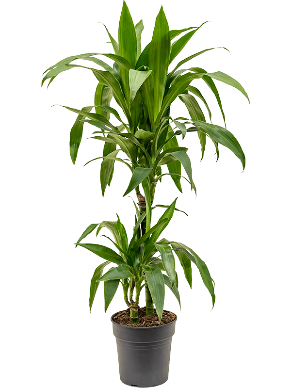 Planta naturala de interior 45-15 D30xH90cm Dracaena fragrans 'Janet Craig' PS19/18cm in pamant