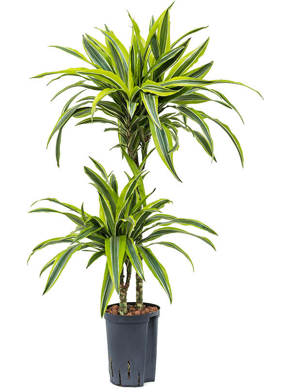Planta naturala de interior 45-15 D30xH90cm Dracaena fragrans 'Lemon Lime' P15/19cm in hidrogranule