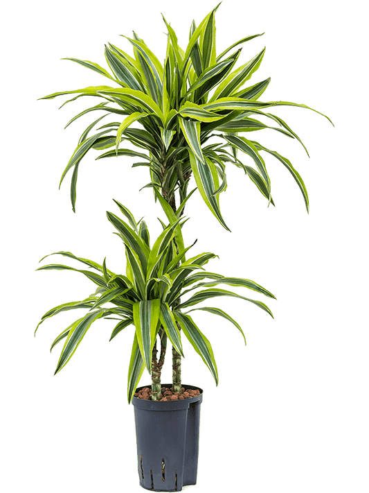 Planta naturala de interior 45-15 D30xH90cm Dracaena fragrans 'Lemon Lime' P15/19cm in hidrogranule