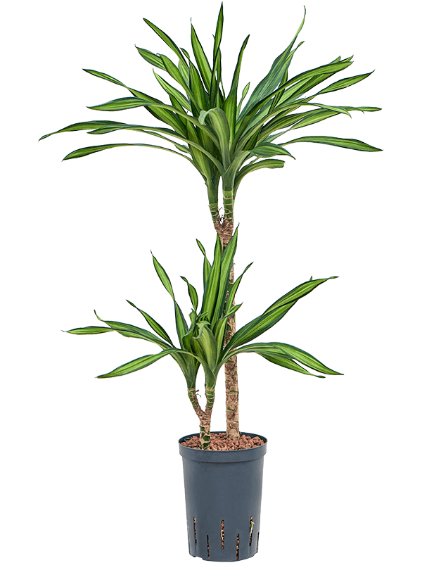 Planta naturala de interior 45-15 D30xH90cm Dracaena fragrans 'Riki' P15/19cm in hidrogranule