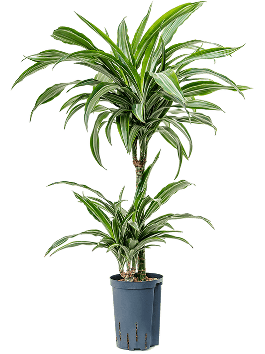 Planta naturala de interior 45-15 D30xH90cm Dracaena fragrans 'Ulises' P15/19cm in hidrogranule