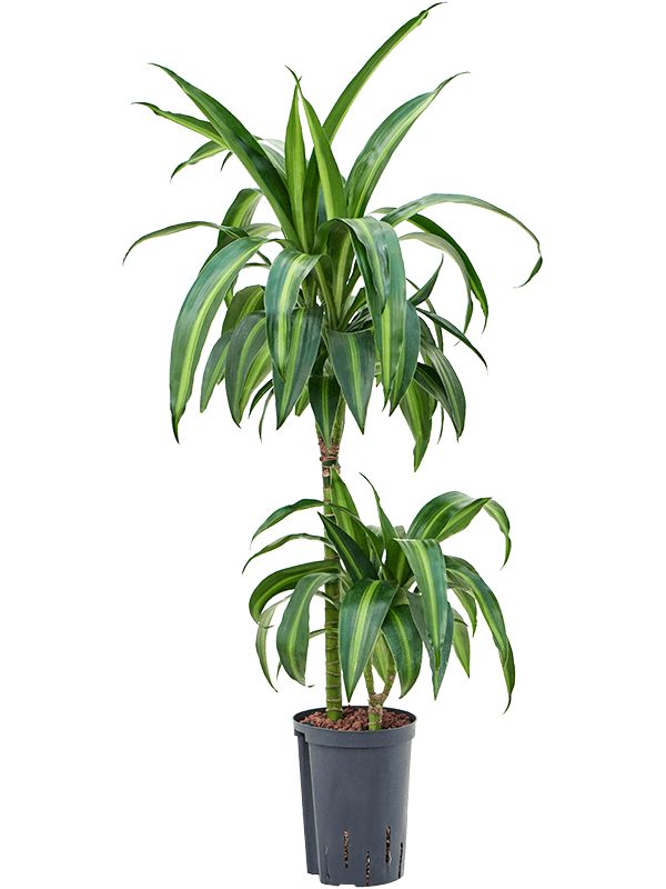 Planta naturala de interior 45-15 D35xH100cm Dracaena fragrans 'Hawaiian Sunshine' P15/19cm in hidrogranule